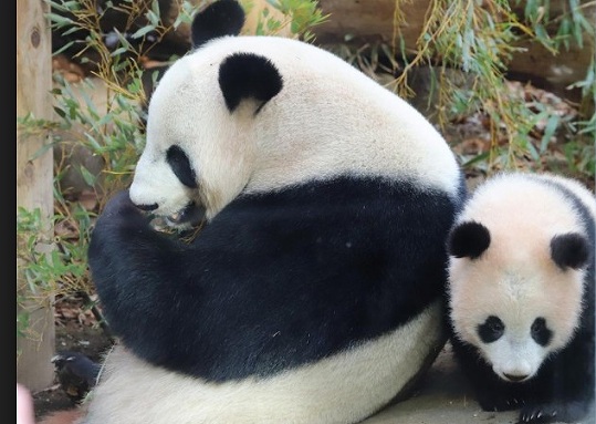 上野動物園パンダの画像です